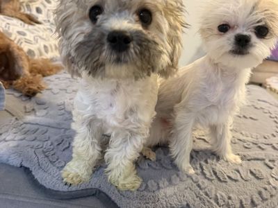 2Males a Yorky Chihuahua and Shih Tzu poodle $500 each I will be driving to Utah on September 6 if you are in this area and inte