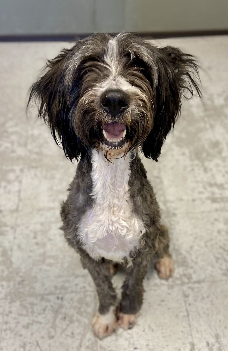 A163850 Zoe is Available for Adoption!