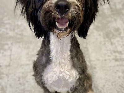 A163850 Zoe is Available for Adoption!