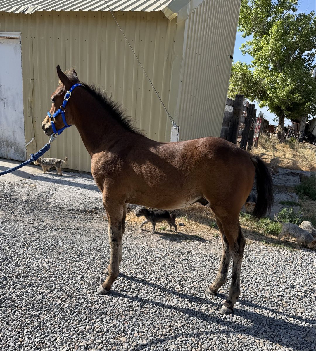2026 3/4 Quarter 1/4 Welsh Bay Colt