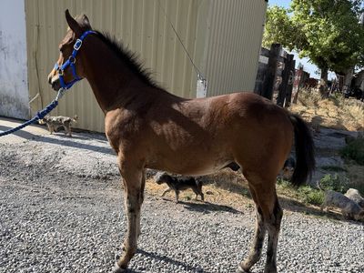 2026 3/4 Quarter 1/4 Welsh Bay Colt