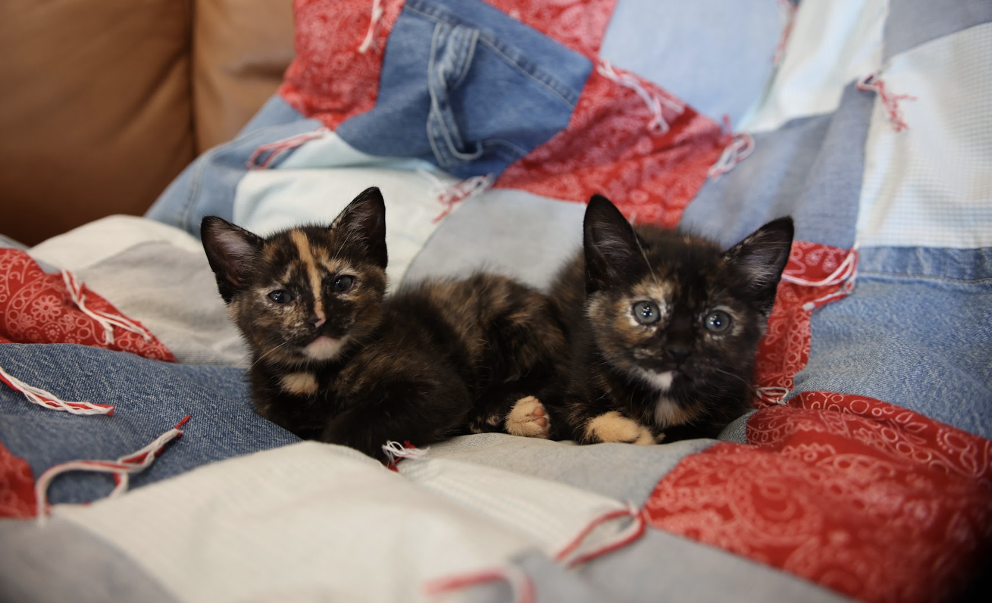 kittens