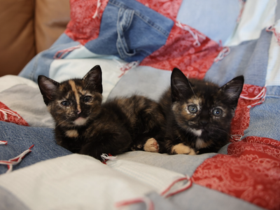 kittens