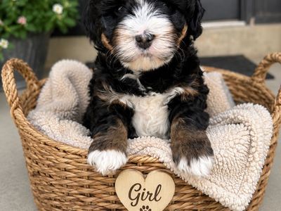 Gorgeous Micro Mini Ultra Bernedoodle
