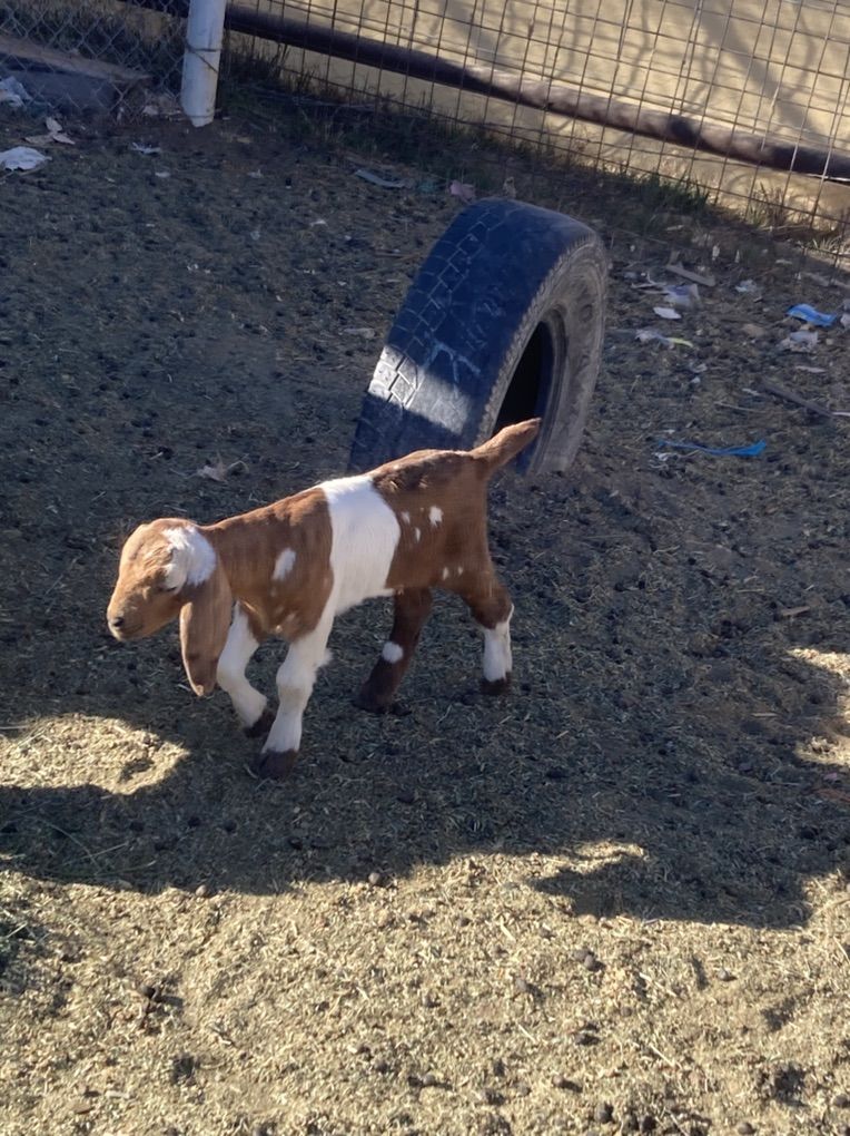 Lots Of Babies For Sale All Boer