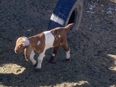 Lots Of Babies For Sale All Boer