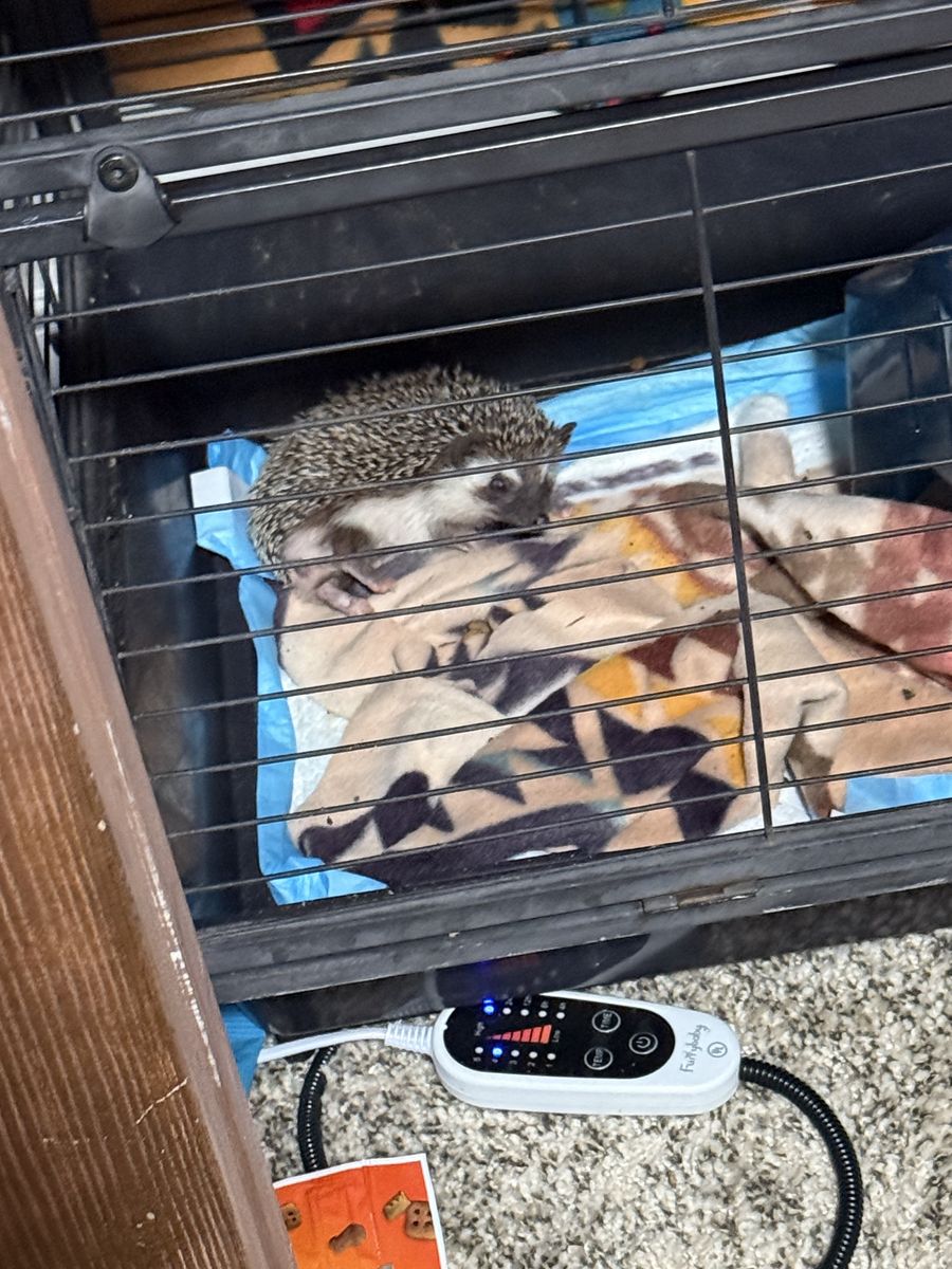 Hedgehogs (2)