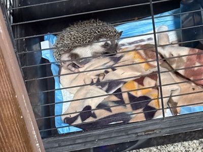 Hedgehogs (2)
