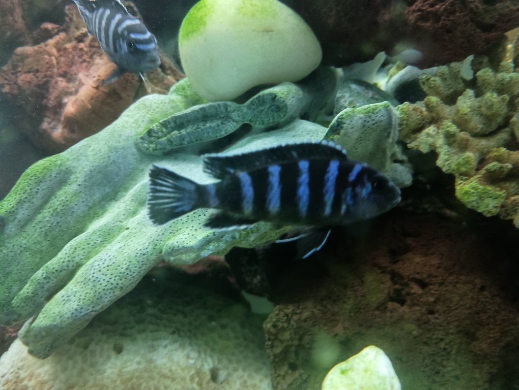 Demasoni Cichlid Fish juvenile - 1" Vibrant Blue and Black Striped African Cichlid for fresh water Aquarium
