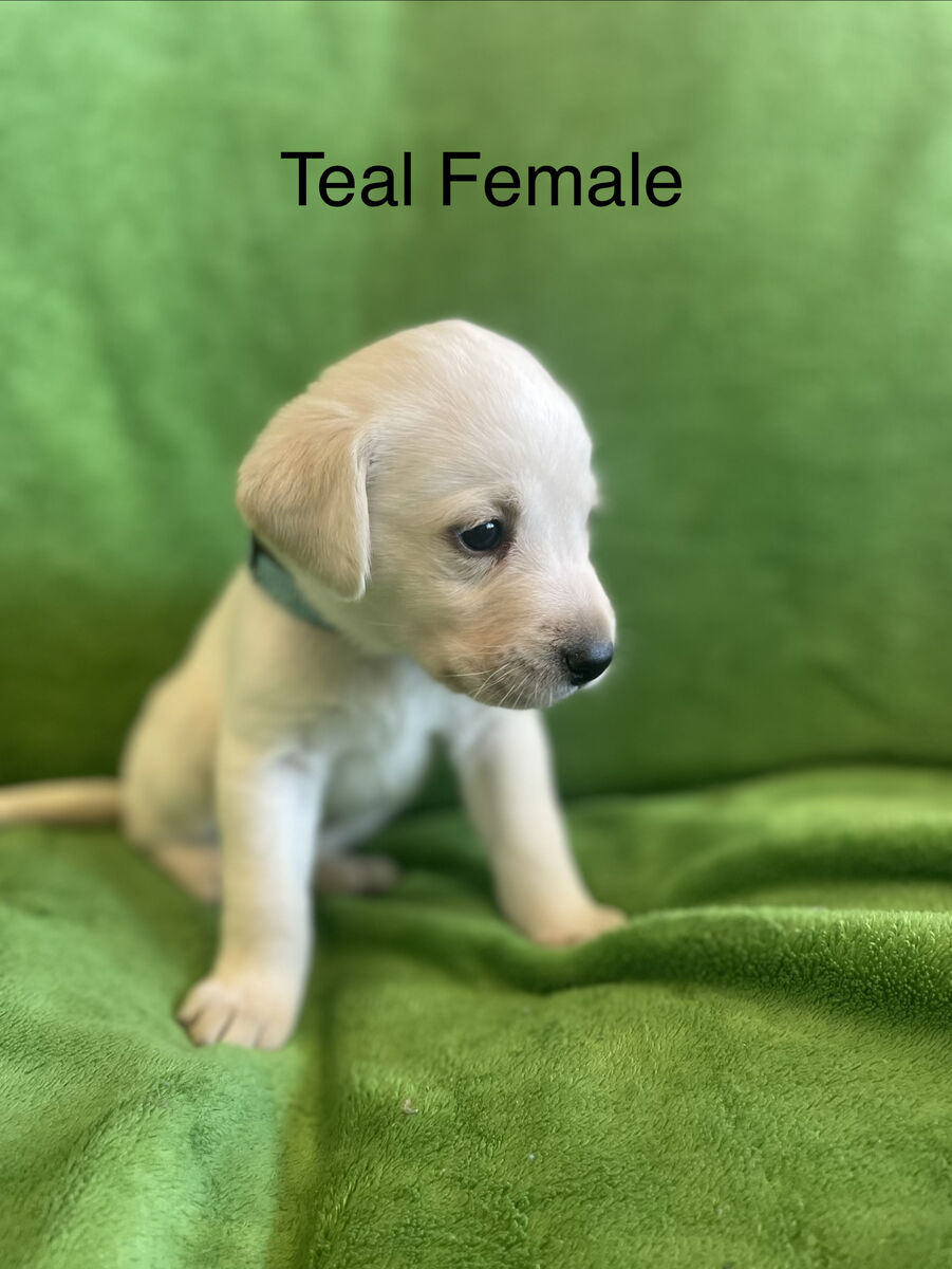 AKC Lab Puppies