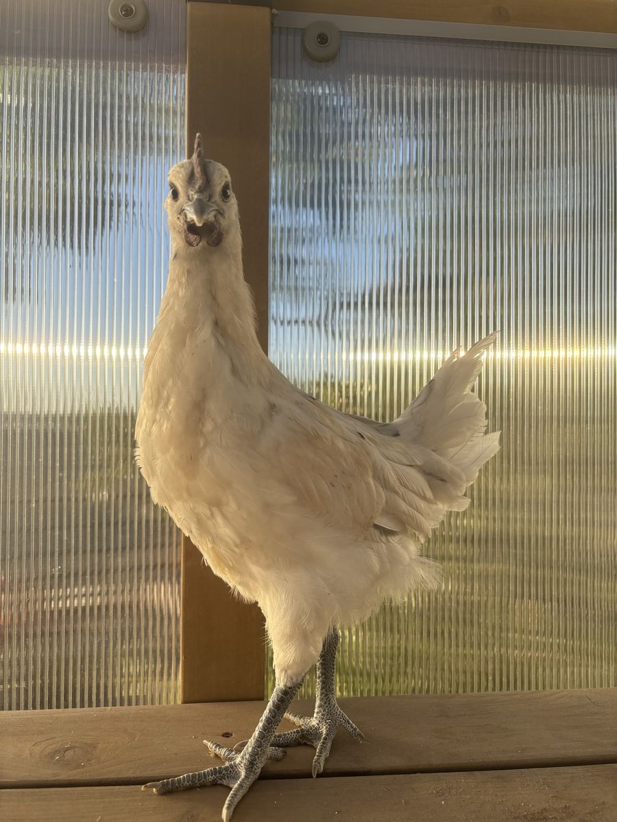 Zombie rooster