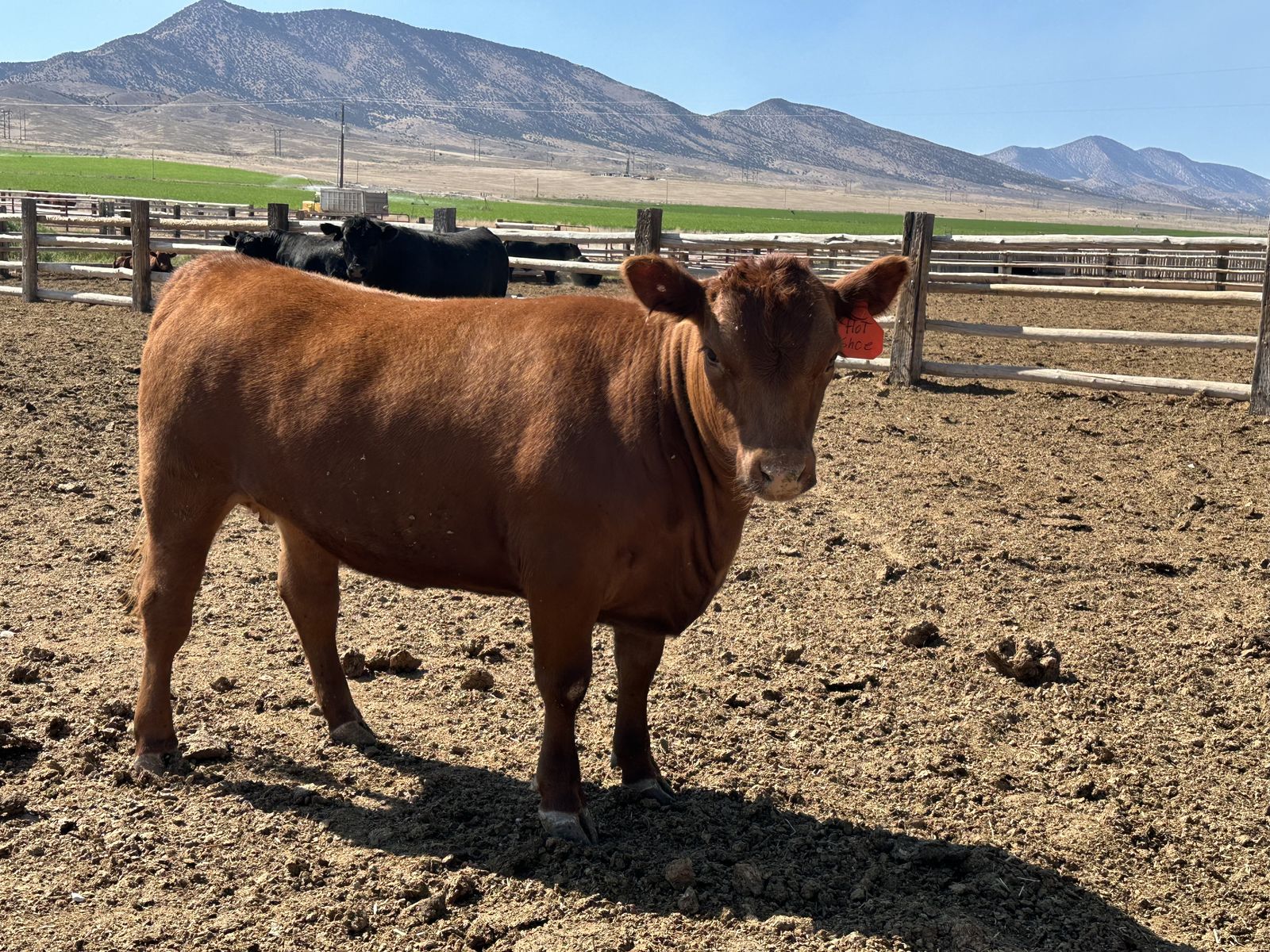 Red Angus Cow