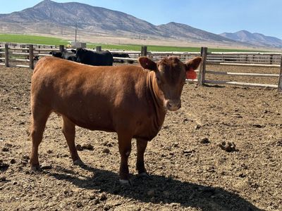 Red Angus Cow
