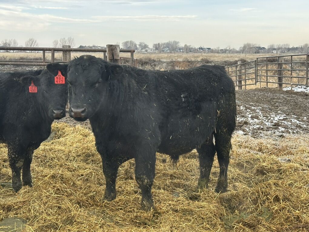 Registered Black Angus Bulls