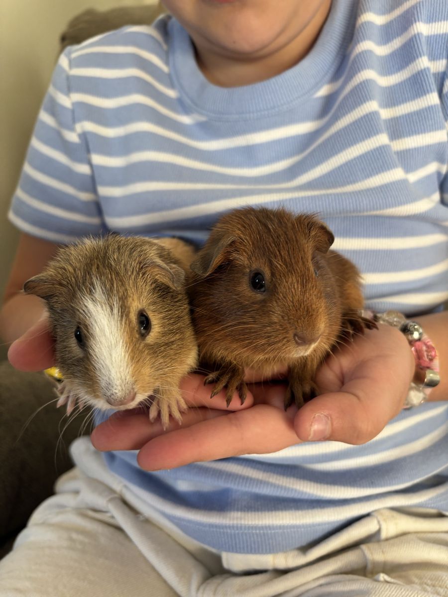 2 male baby Guinea Pigs with Cage