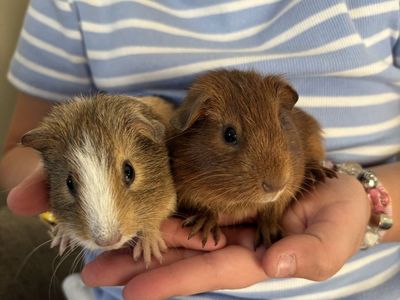 2 male baby Guinea Pigs with Cage