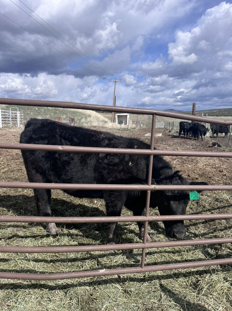 Small Black Angus Cattle Herd for Sale