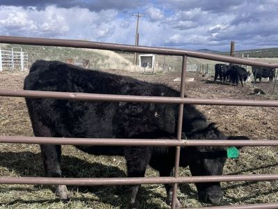 Small Black Angus Cattle Herd for Sale