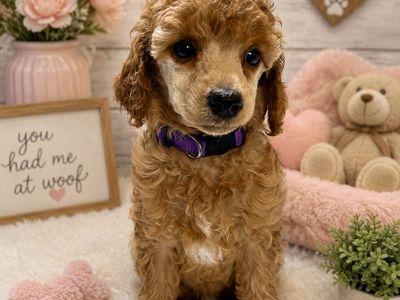 Mini Poodle AKC female
