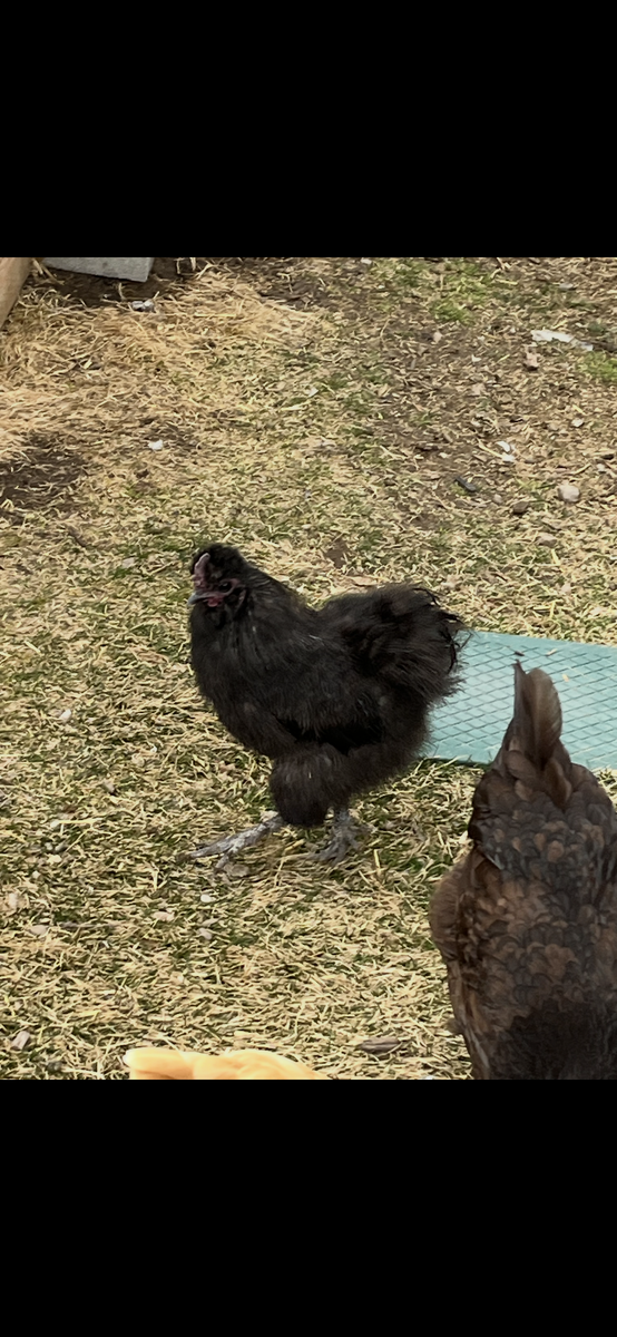 Black silkie rooster