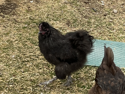 Black silkie rooster
