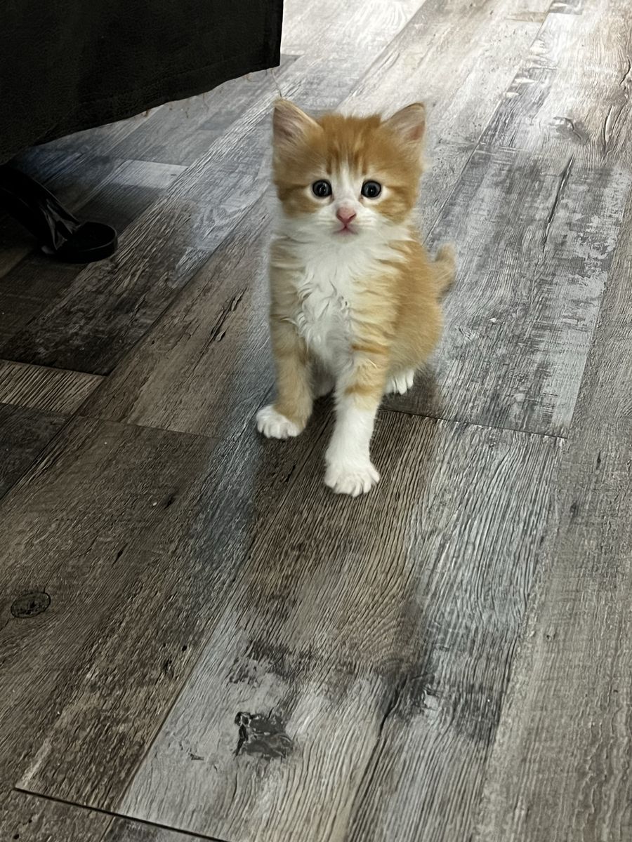 Kittens