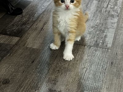 Kittens
