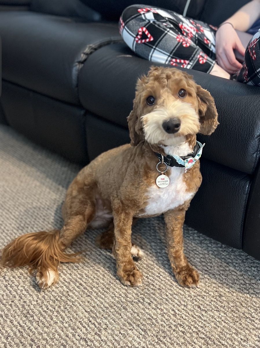 Guardian Home Program Australian Labradoodle 