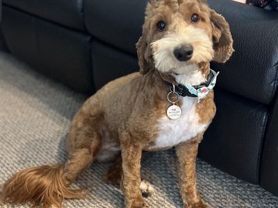 Guardian Home Program Australian Labradoodle