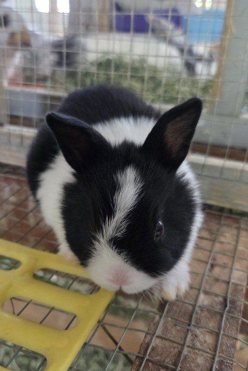 Baby Dutch Bunny Rabbit