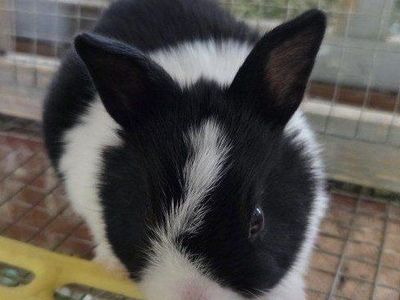 Baby Dutch Bunny Rabbit
