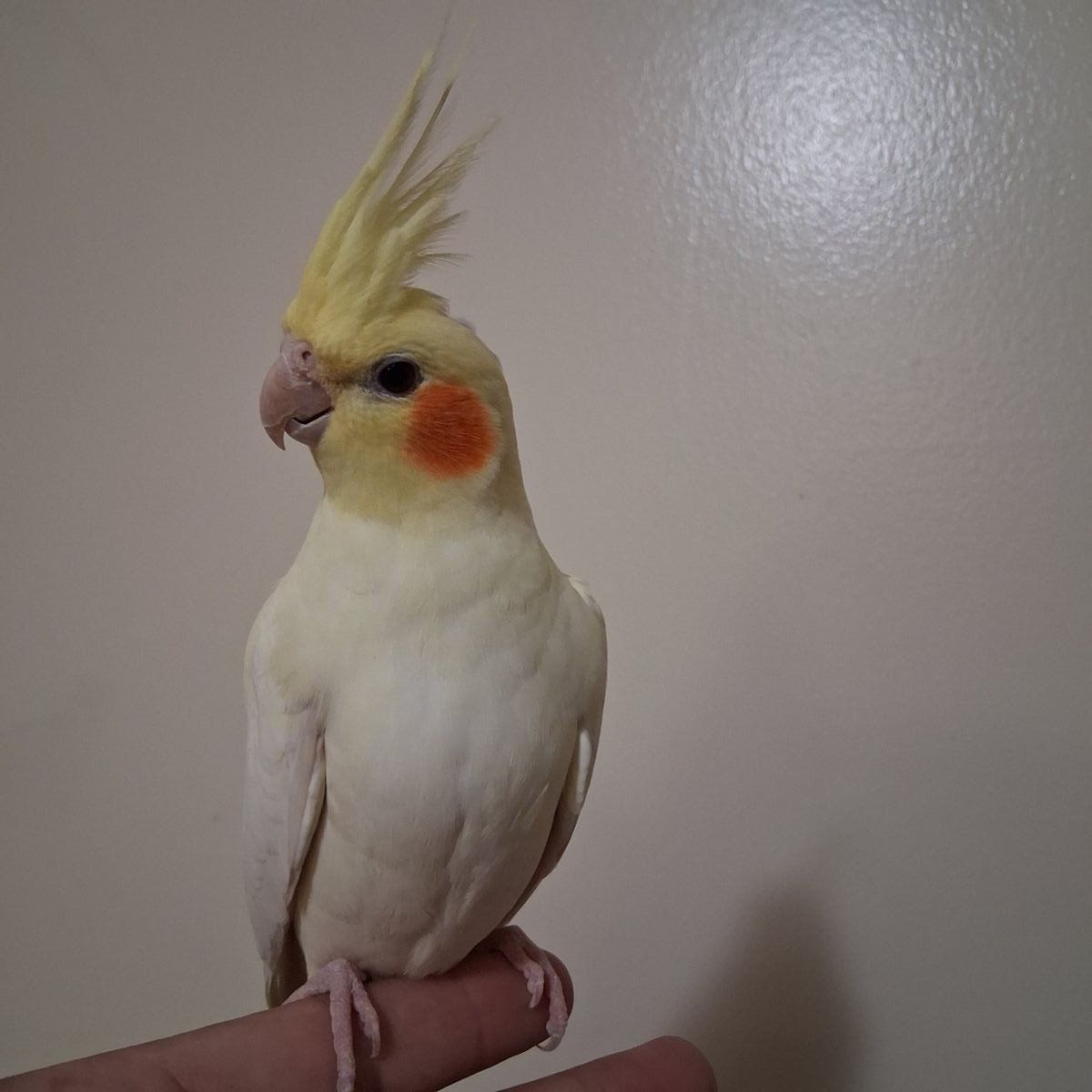 Tame Baby Lutino Cockatiel