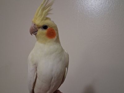 Tame Baby Lutino Cockatiel
