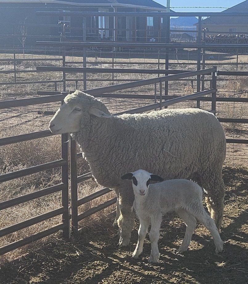 ram and ewe
