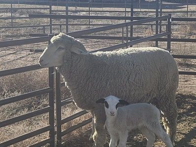 ram and ewe