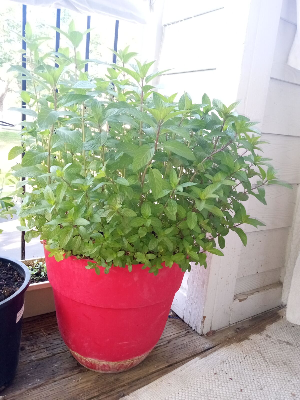 Large live insect repelling and pollinator plant chocolate peppermint great for planting around foundation of houses mint