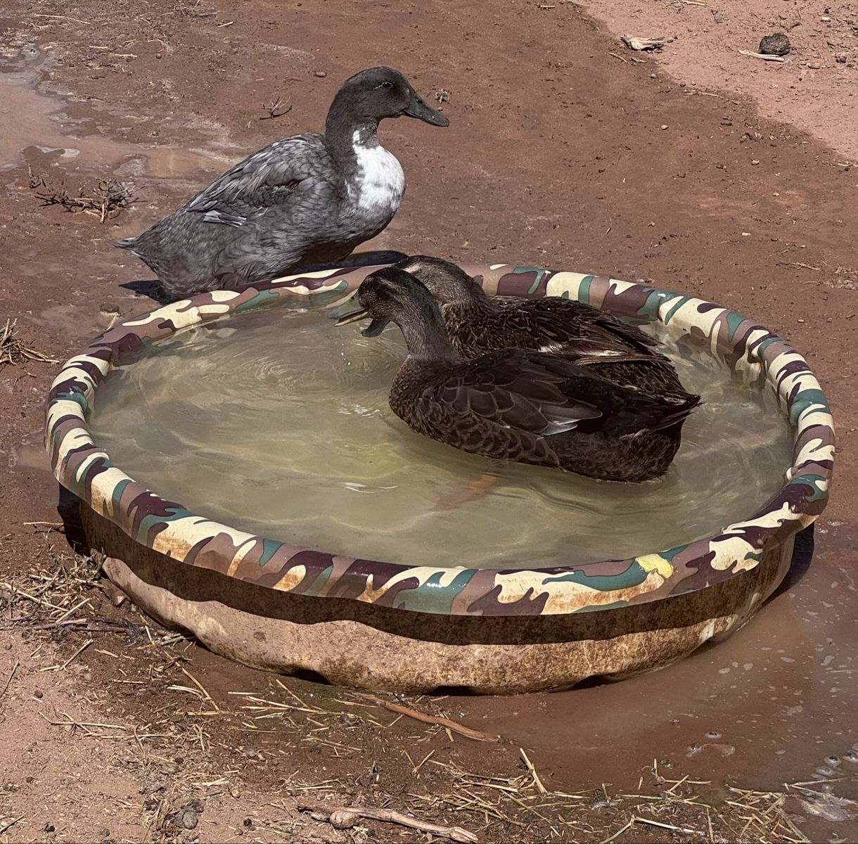 3 Ducks (2 Hens & 1 Drake) 