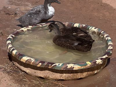 3 Ducks (2 Hens & 1 Drake)