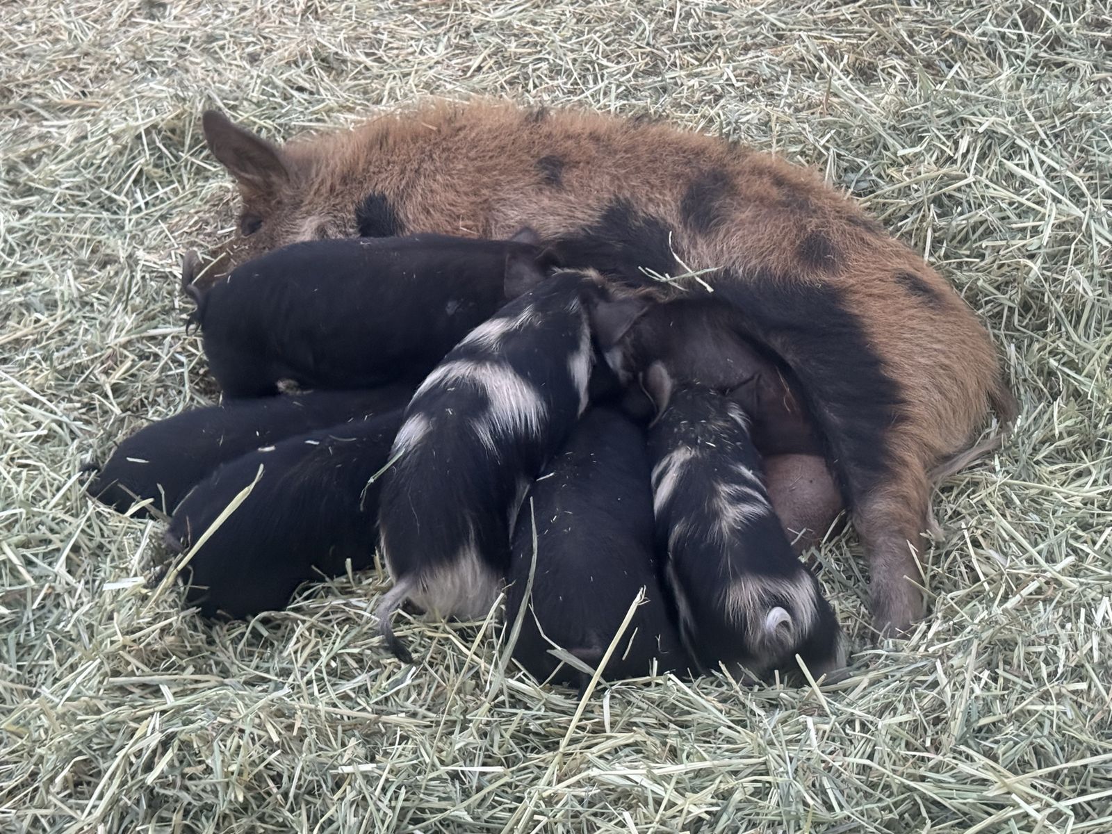Kune kune piglets