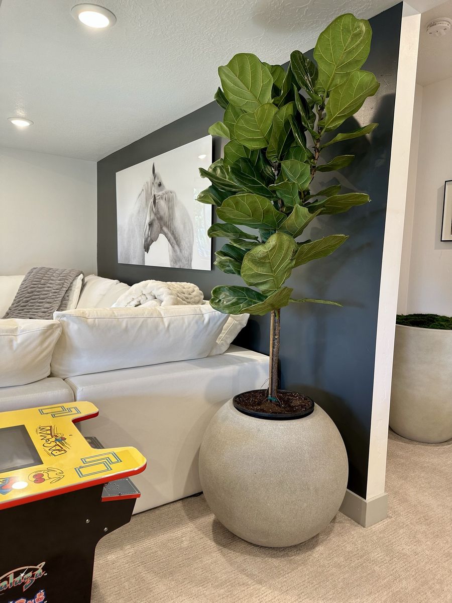 Large Fiddle Leaf Fig Tree