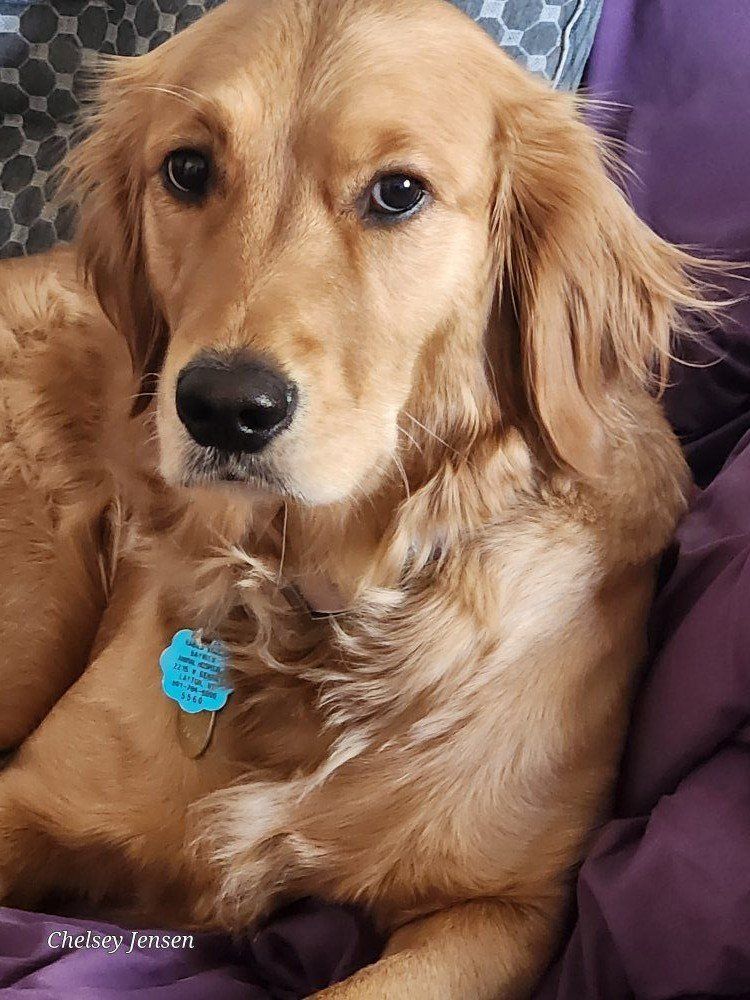 AKC DNA October Golden Retriever Puppies