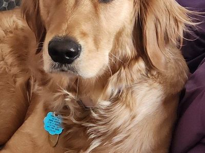 AKC DNA October Golden Retriever Puppies