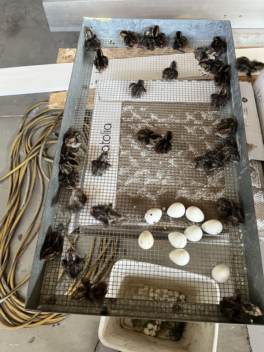 Day old Bobwhite quail chicks