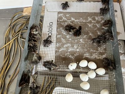 Day old Bobwhite quail chicks