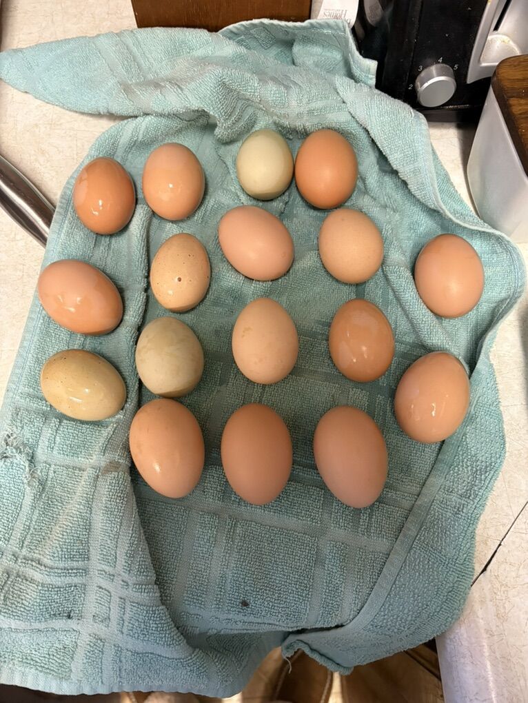 Farm Fresh Open Range Chicken Eggs