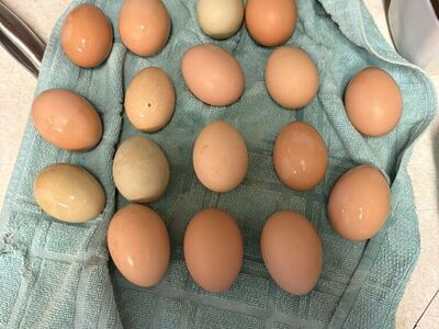 Farm Fresh Open Range Chicken Eggs