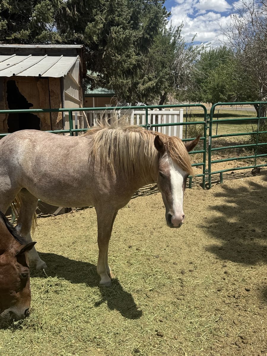 2 YR OLD RED ROAN QUARTER HORSE FILLY- LISTING FOR A FRIEND