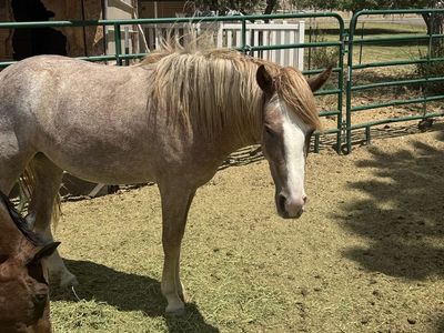 2 YR OLD RED ROAN QUARTER HORSE FILLY- LISTING FOR A FRIEND
