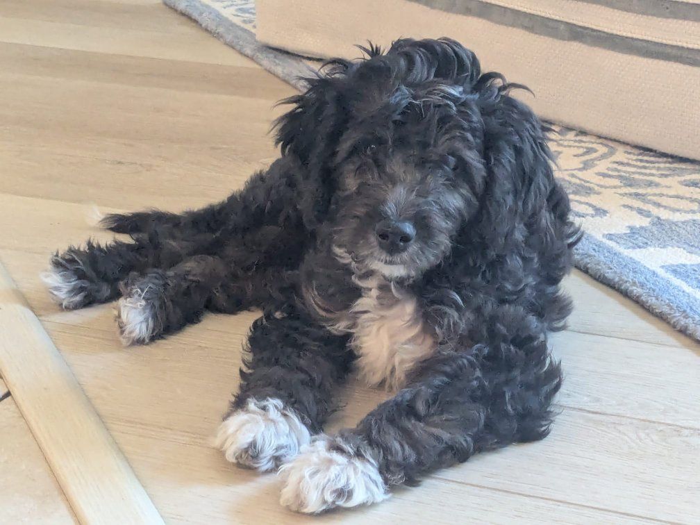 Sweet Puppy Looking for a Loving Home – Vaccinated & Healthy.need a home ASAP