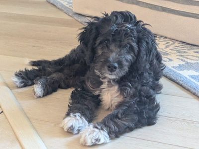 Sweet Puppy Looking for a Loving Home – Vaccinated & Healthy.need a home ASAP